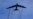 美军:B-52轰炸机抵达中东